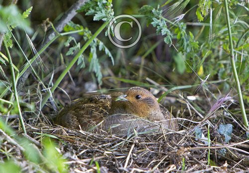 Grey Partridge  on a Nest DM0489